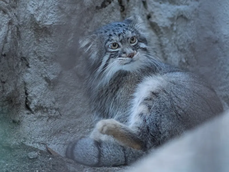 A photograph of Figa in Nogeyama Zoo