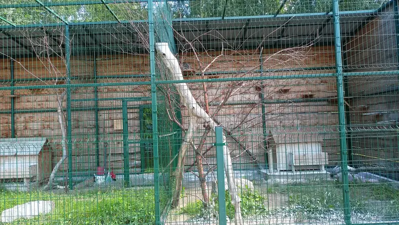A photograph of Chip in Barnaul zoo “Lesnaya skazka”