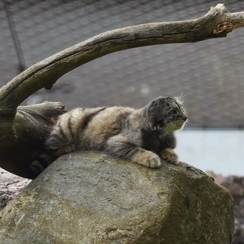 A photograph of Saimi in Korkeasaari Zoo
