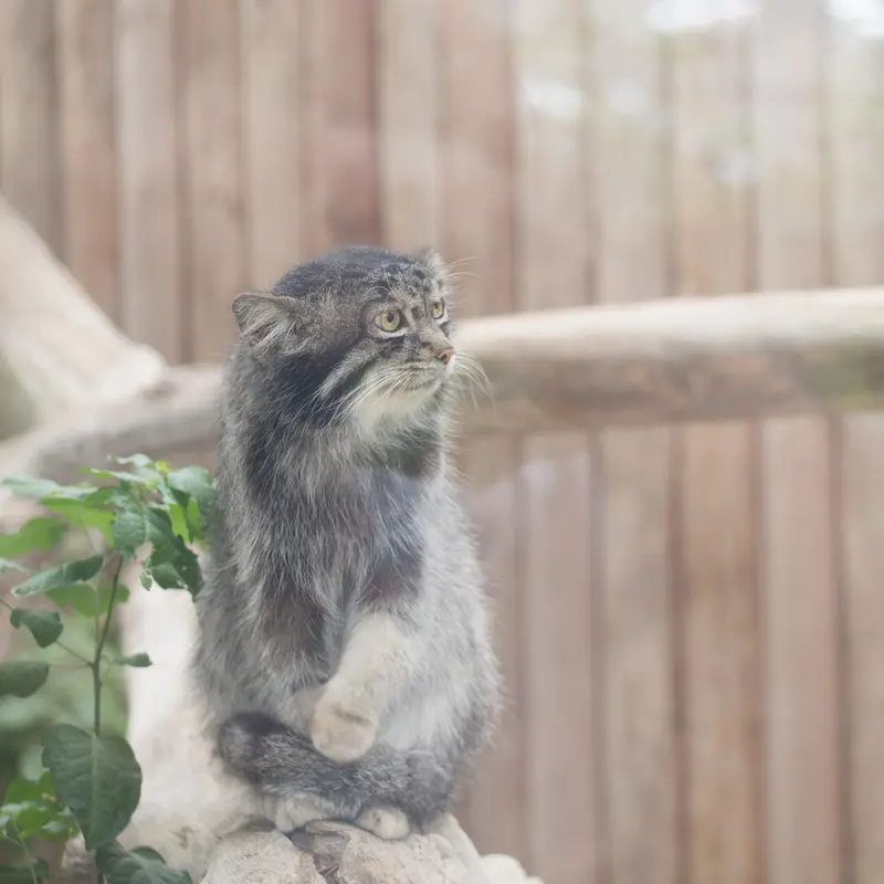A photograph of Nar in Kobe Animal Kingdom