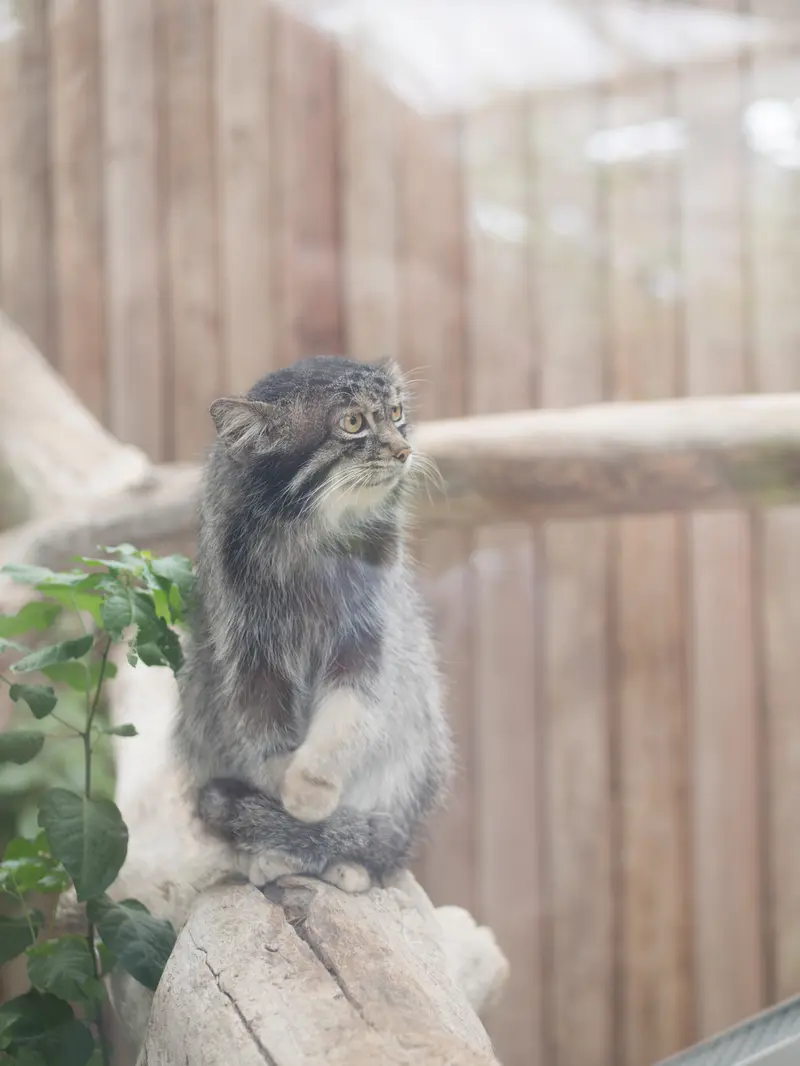 A photograph of Nar in Kobe Animal Kingdom