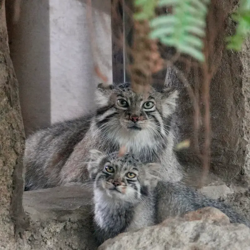 A photograph of Az and Komorebi in Kobe Animal Kingdom