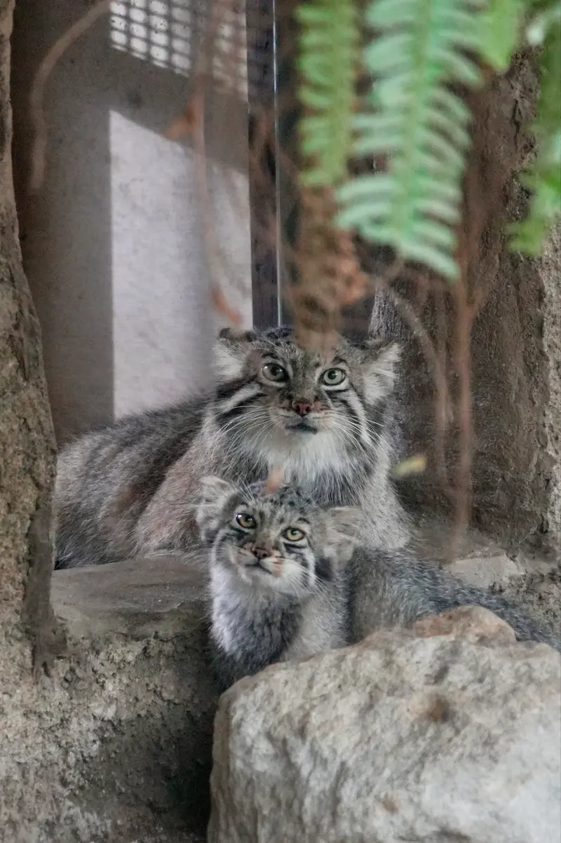 A photograph of Az and Komorebi in Kobe Animal Kingdom
