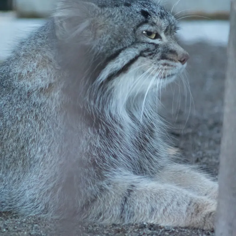 A photograph of Figa in Nogeyama Zoo