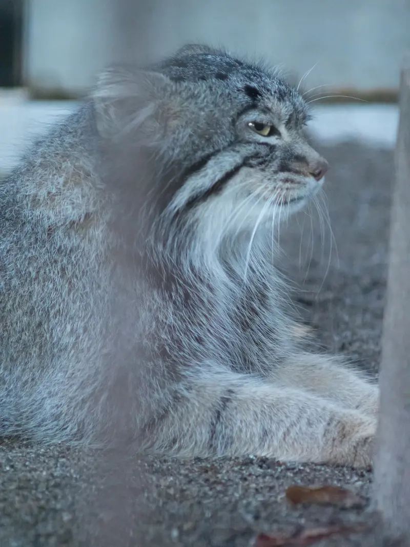 A photograph of Figa in Nogeyama Zoo