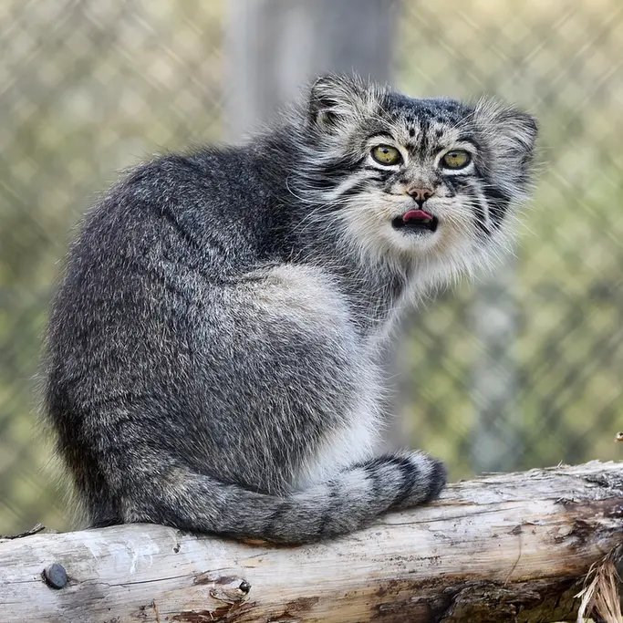 A photograph of Atlan in Port Lympne Wild Animal Park