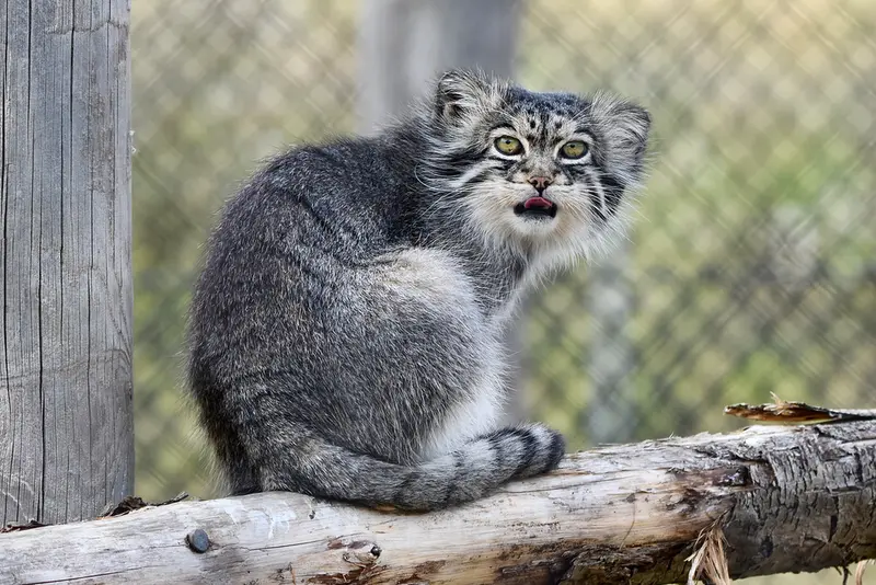 A photograph of Atlan in Port Lympne Wild Animal Park