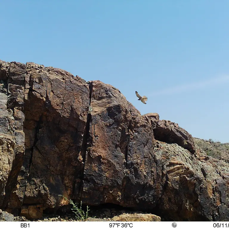 A photograph of Short-toed snake eagle from Aktas-Kunkora [new] camera trap