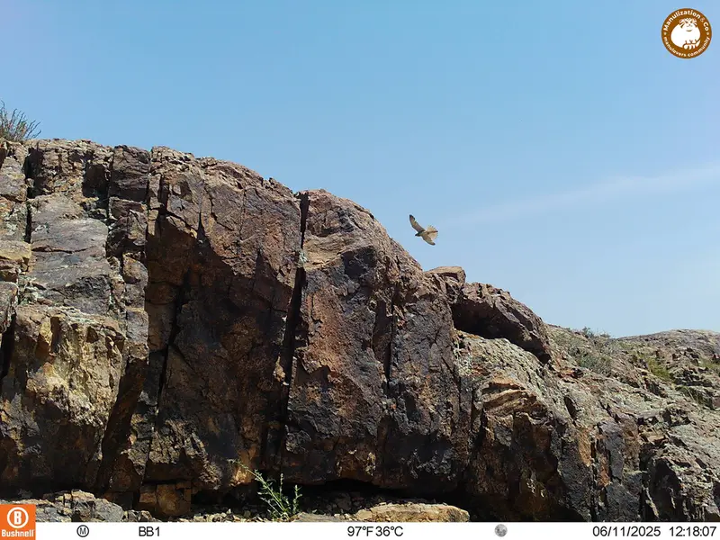 A photograph of Short-toed snake eagle from Aktas-Kunkora [new] camera trap