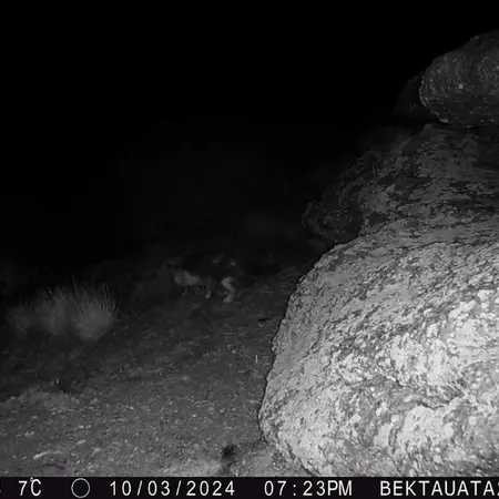 A photograph of Domestic cat from Bektauata 2 camera trap