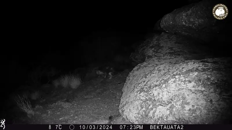 A photograph of Domestic cat from Bektauata 2 camera trap