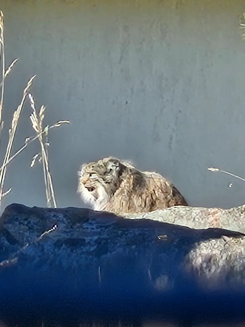 A photograph of Mimi in Korkeasaari Zoo