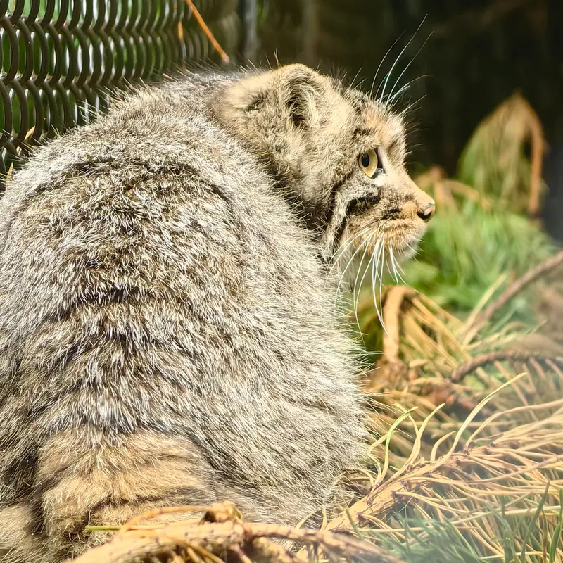 A photograph of Akkem in Novosibirsk Zoo