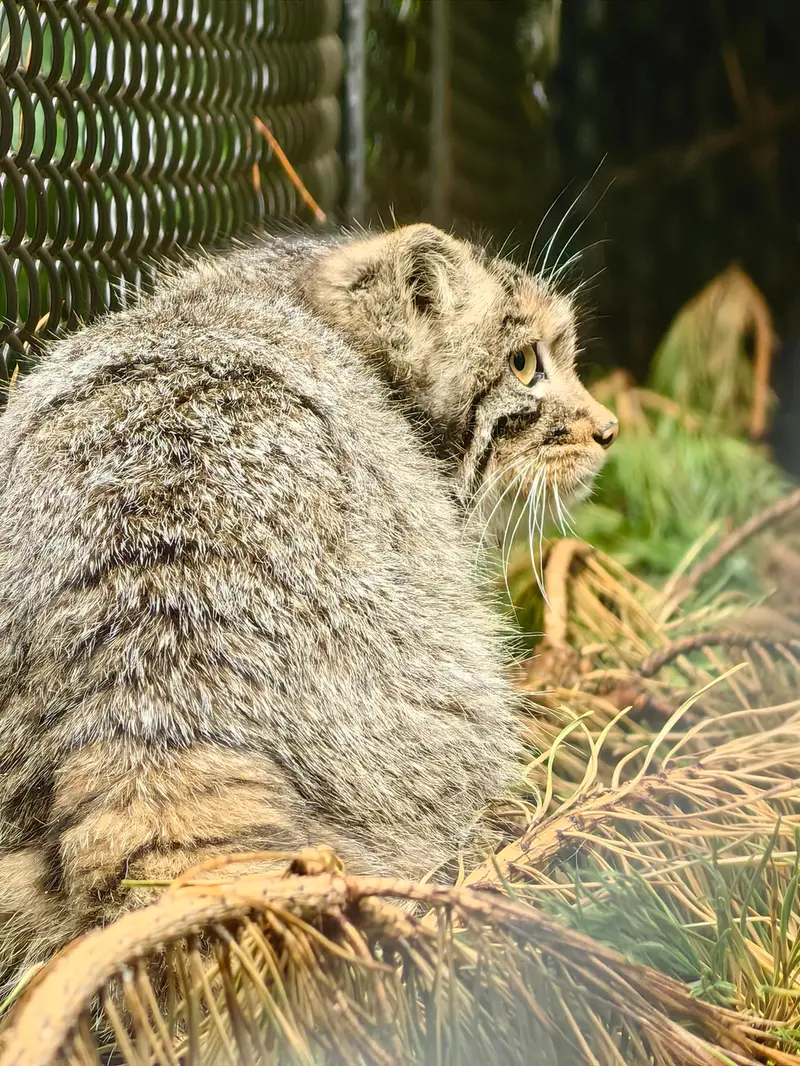 A photograph of Akkem in Novosibirsk Zoo