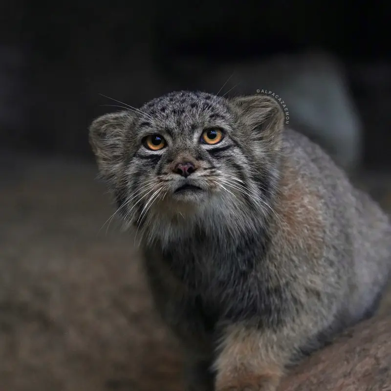 A photograph of Haku in Kobe Animal Kingdom