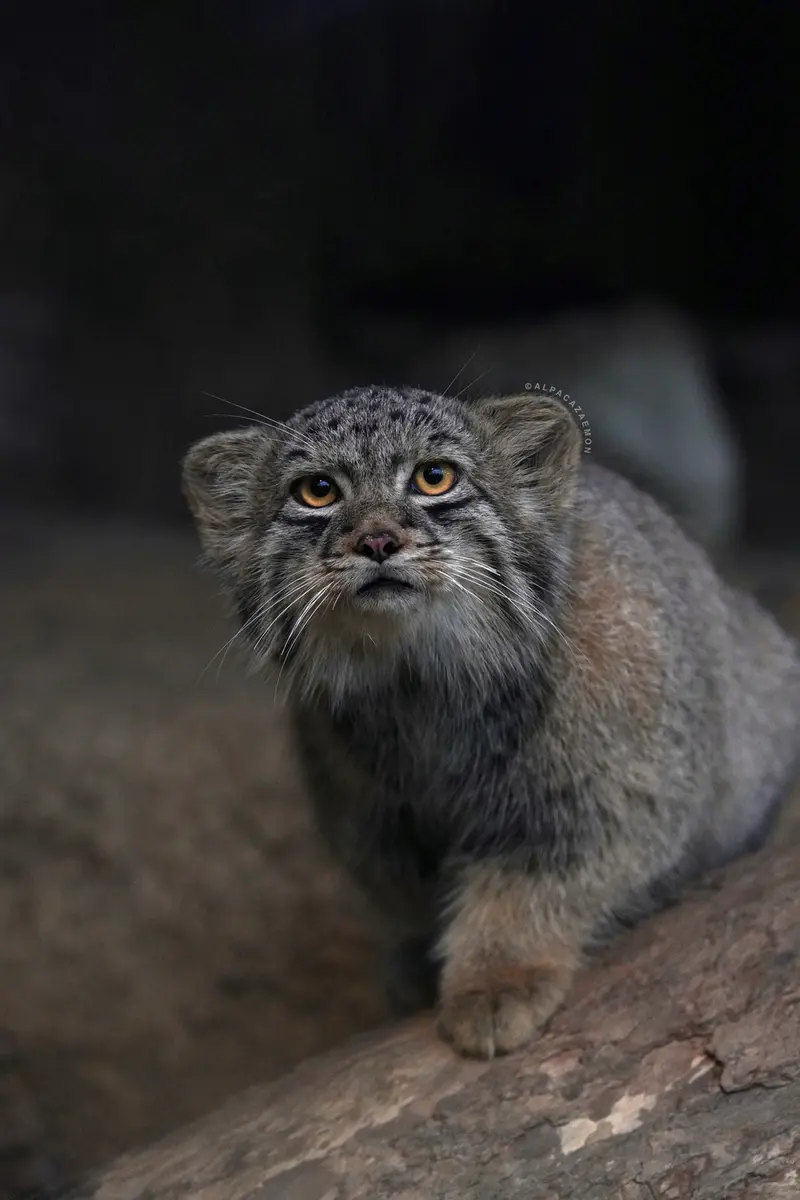 A photograph of Haku in Kobe Animal Kingdom