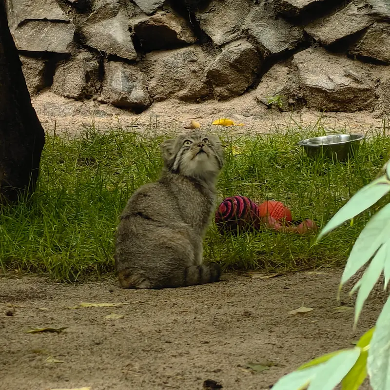 A photograph of Ginger in Novosibirsk Zoo