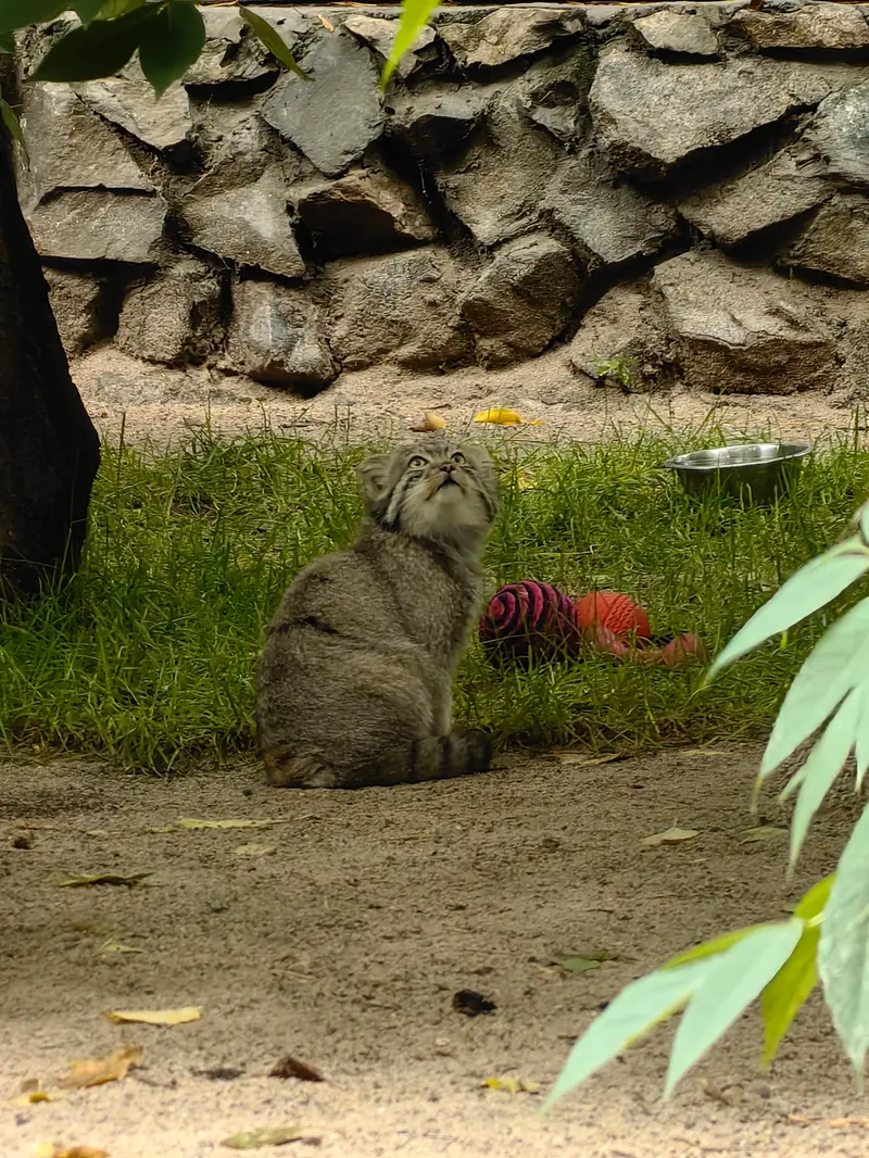 A photograph of Ginger in Novosibirsk Zoo