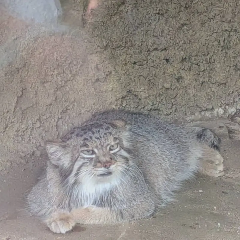 A photograph of Az in Kobe Animal Kingdom