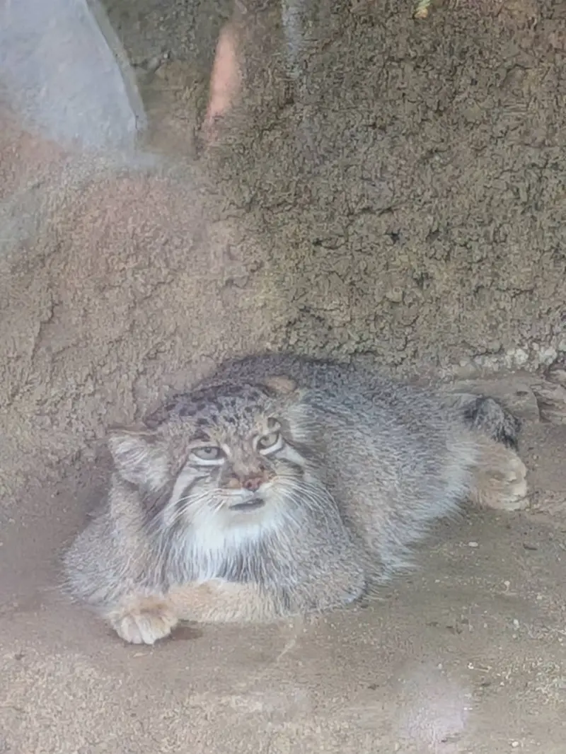 A photograph of Az in Kobe Animal Kingdom