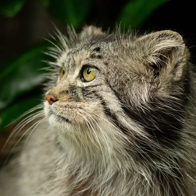 A photograph of Wei Shand in The Big Cat Sanctuary