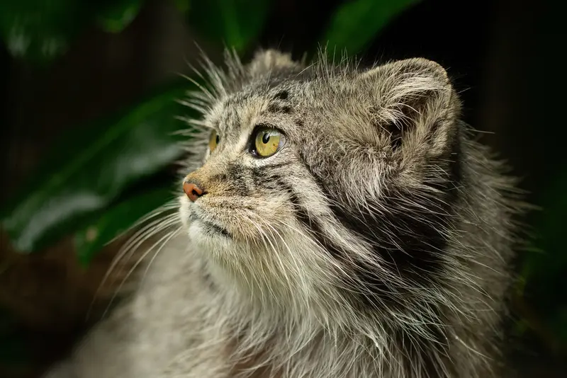 A photograph of Wei Shand in The Big Cat Sanctuary