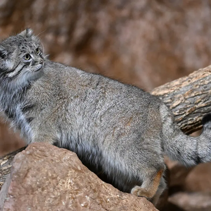 A photograph of Ruby in Brookfield Zoo Chicago