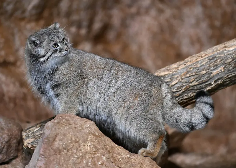 A photograph of Ruby in Brookfield Zoo Chicago
