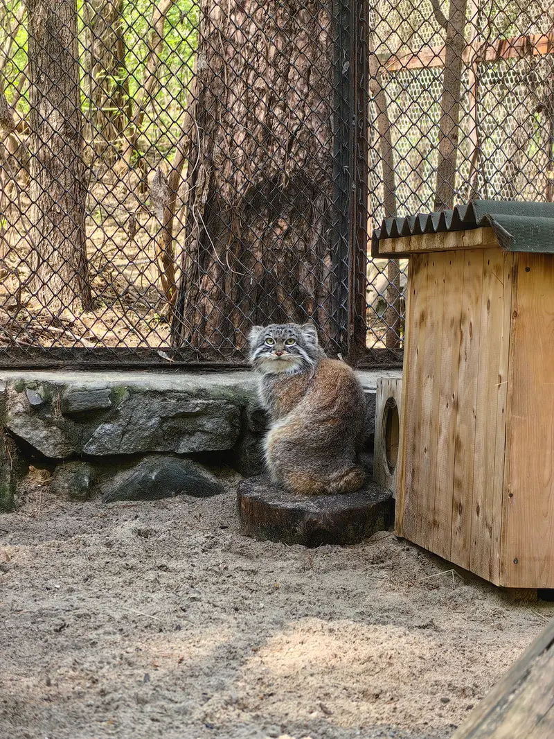 A photograph of Ruf in Novosibirsk Zoo