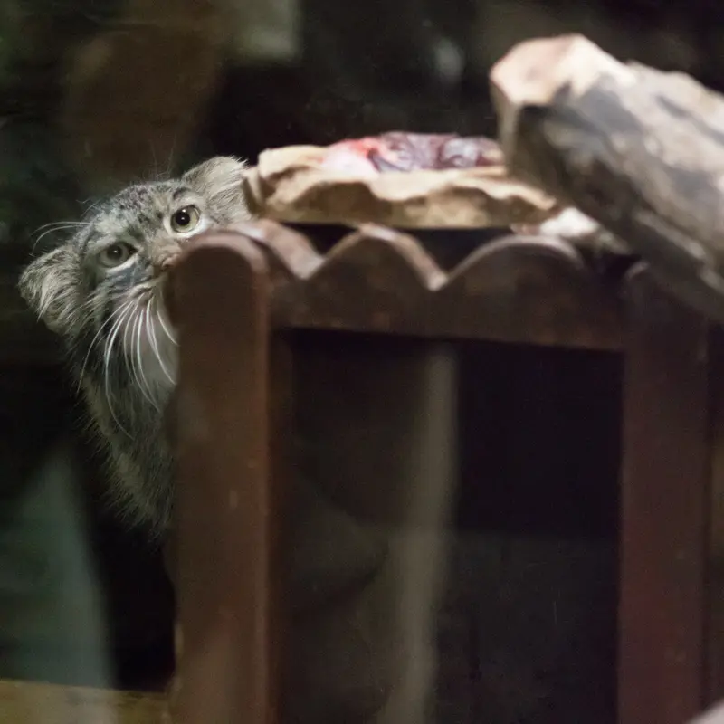 A photograph of Shafran in Ueno Zoological Gardens