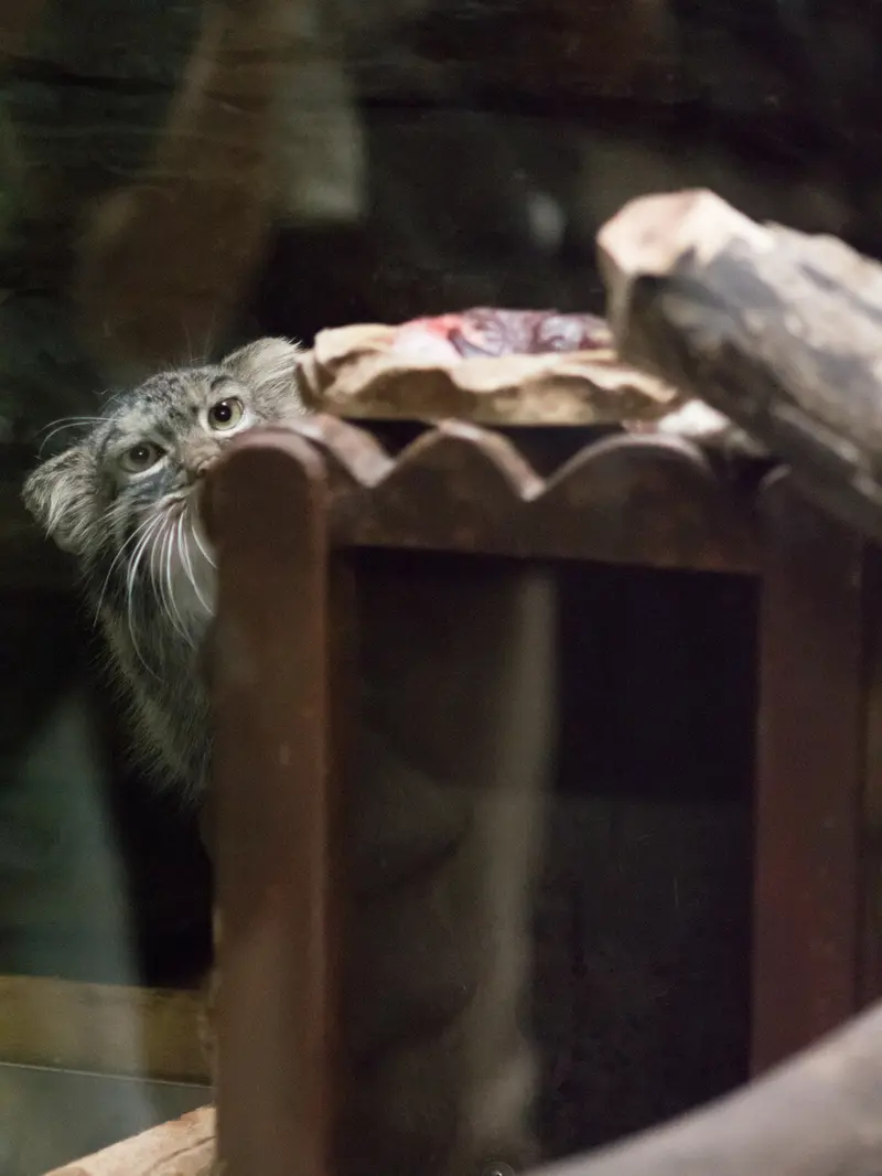 A photograph of Shafran in Ueno Zoological Gardens