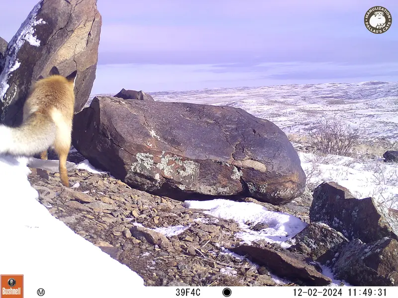 A photograph of Red fox from Koshkar camera trap