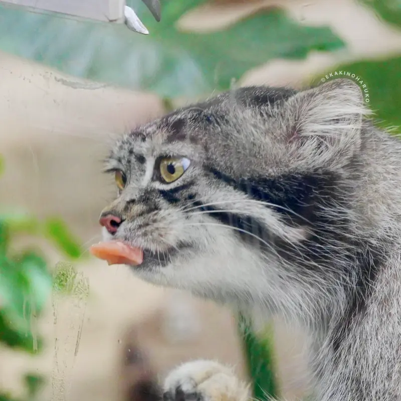 A photograph of Nar in Kobe Animal Kingdom