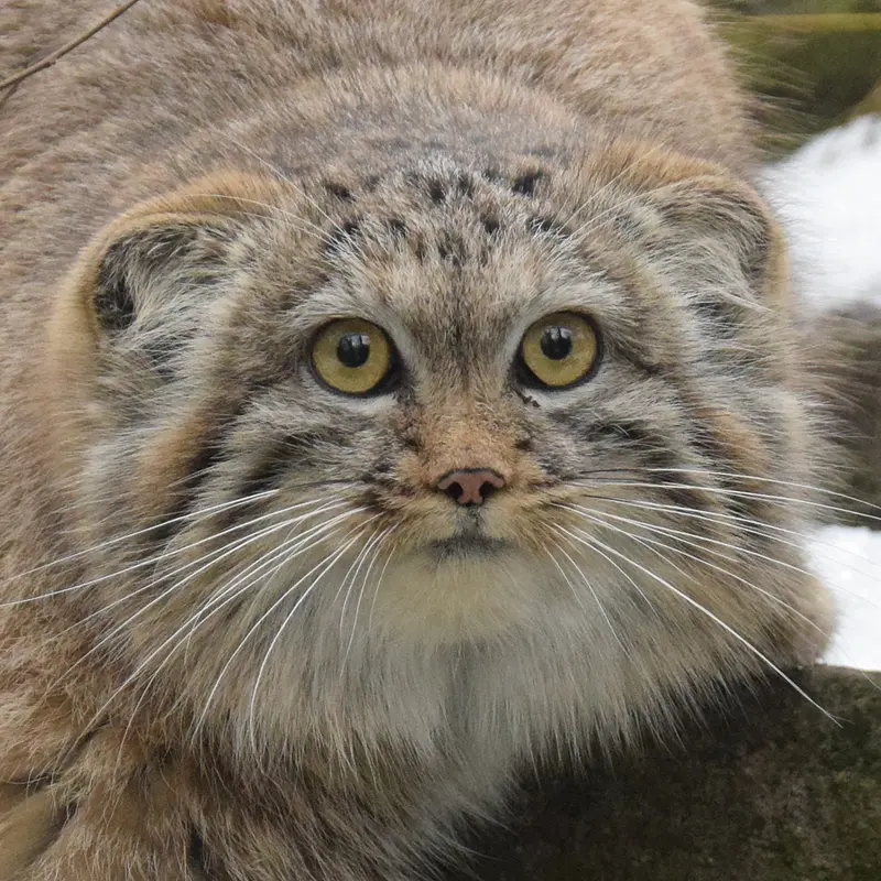 Lucy the Pallas's cat from Budapest Zoo & Botanical Garden