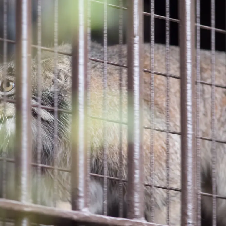 A photograph of Figa in Nogeyama Zoo