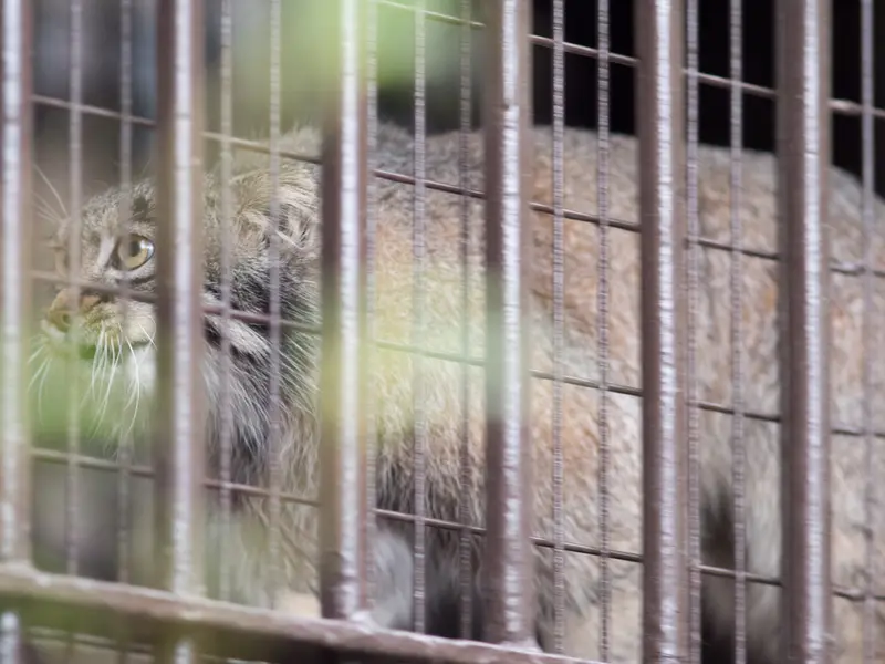 A photograph of Figa in Nogeyama Zoo