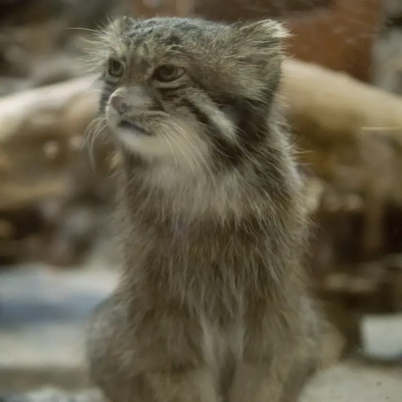 A photograph of Klyon in Ueno Zoological Gardens