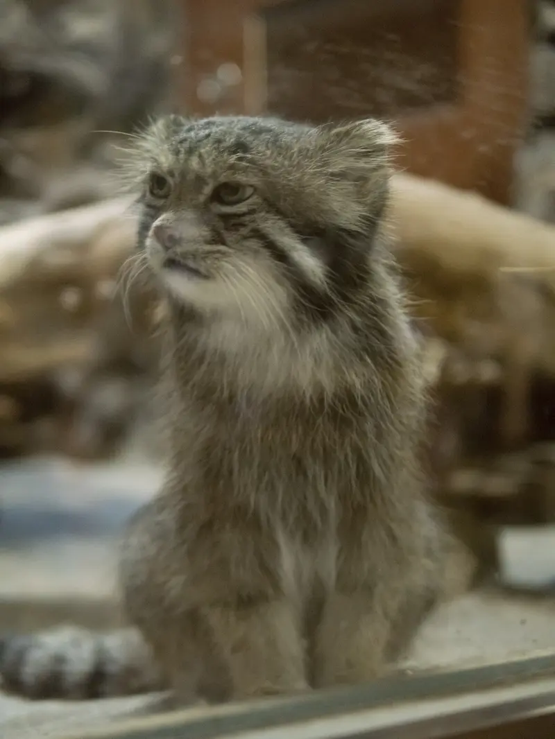 A photograph of Klyon in Ueno Zoological Gardens