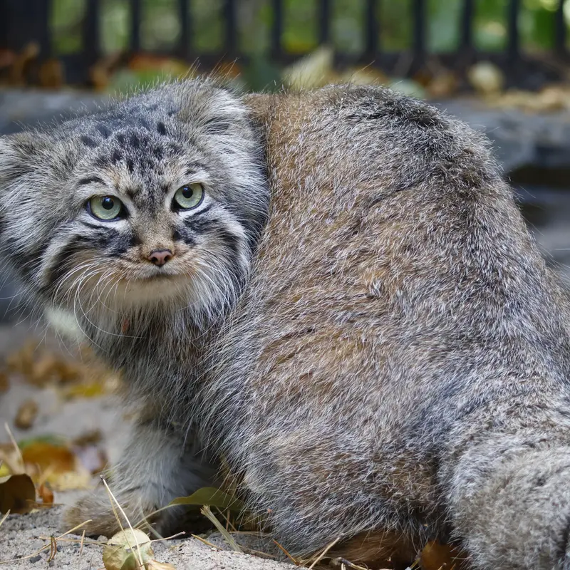 A photograph of Gabi in Novosibirsk Zoo
