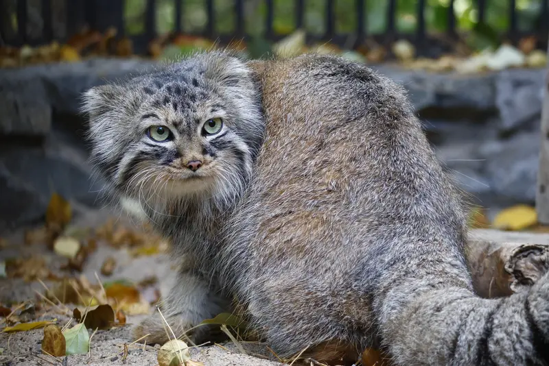 A photograph of Gabi in Novosibirsk Zoo