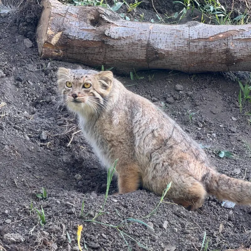 A photograph of Manó in Yerevan Zoo