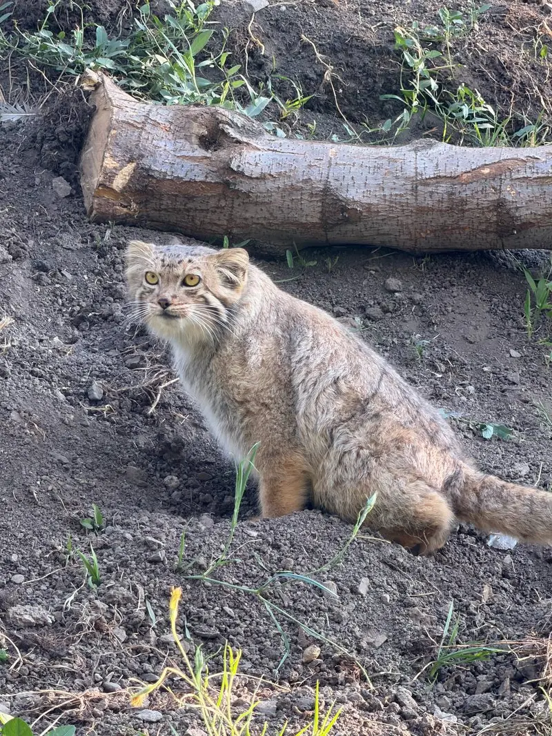 A photograph of Manó in Yerevan Zoo