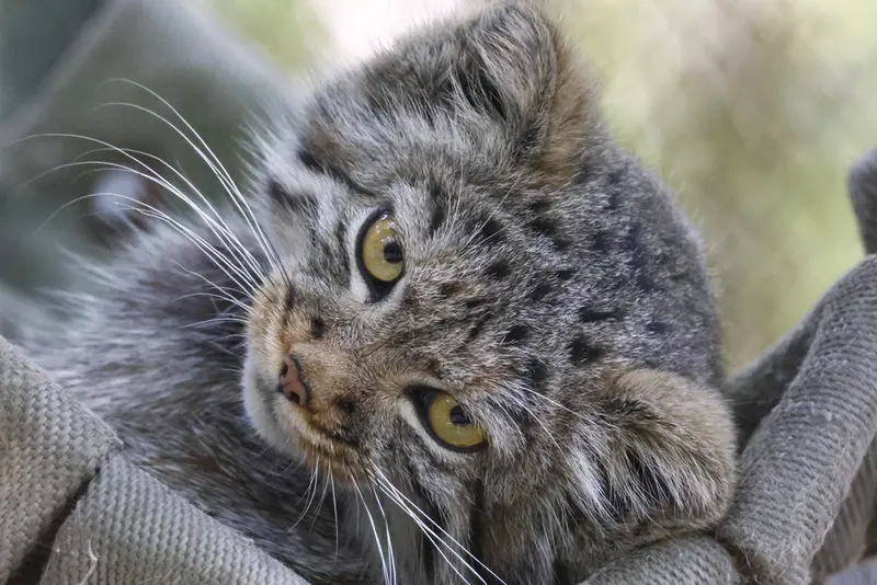 A photograph of a Pallas's cat in Novosibirsk Zoo
