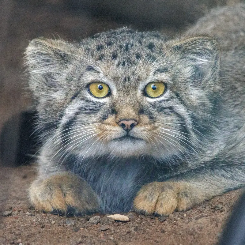 Berk the Pallas's cat from Leningrad zoo
