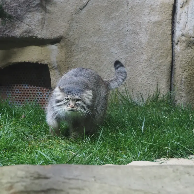 A photograph of Polly in Nasu Animal Kingdom