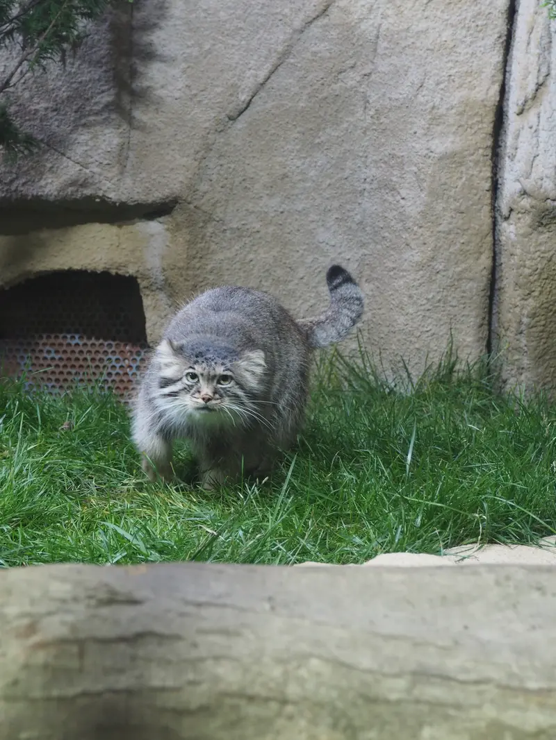 A photograph of Polly in Nasu Animal Kingdom