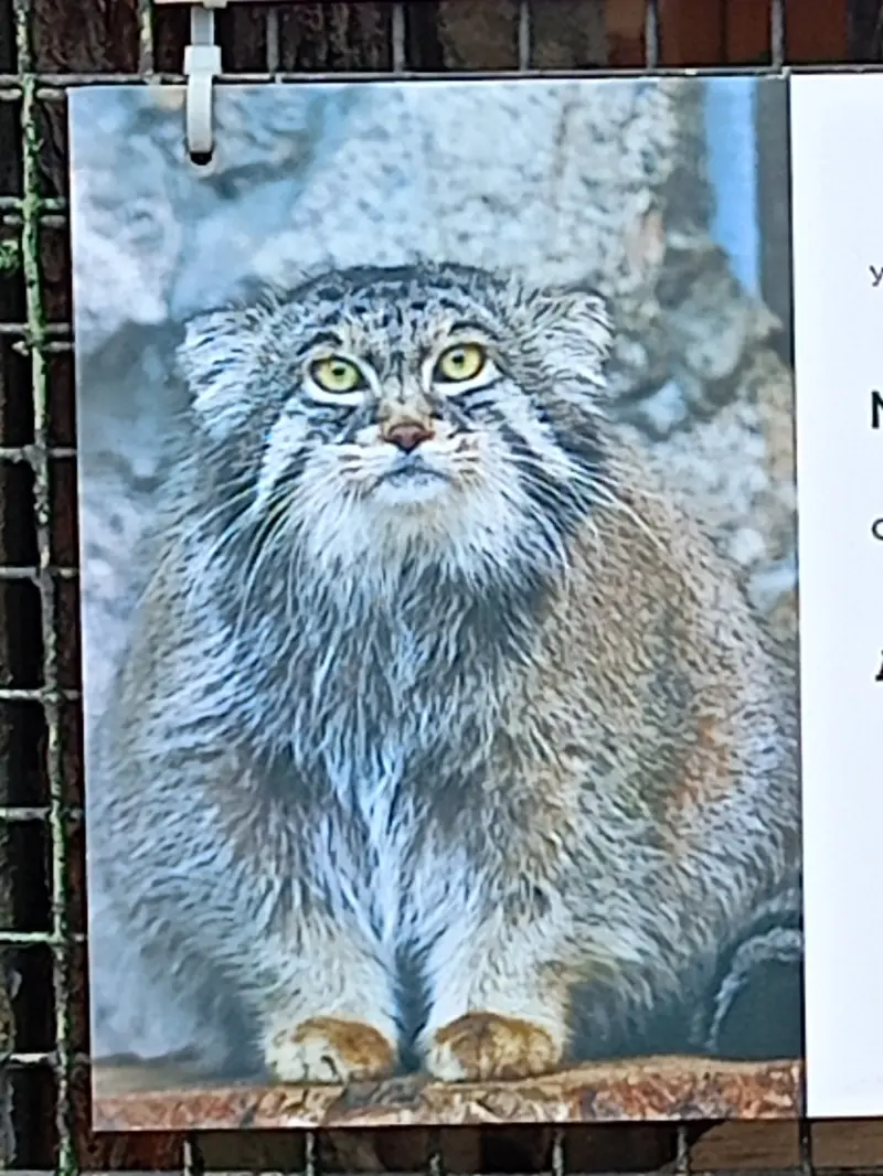 A photograph of a Pallas's cat