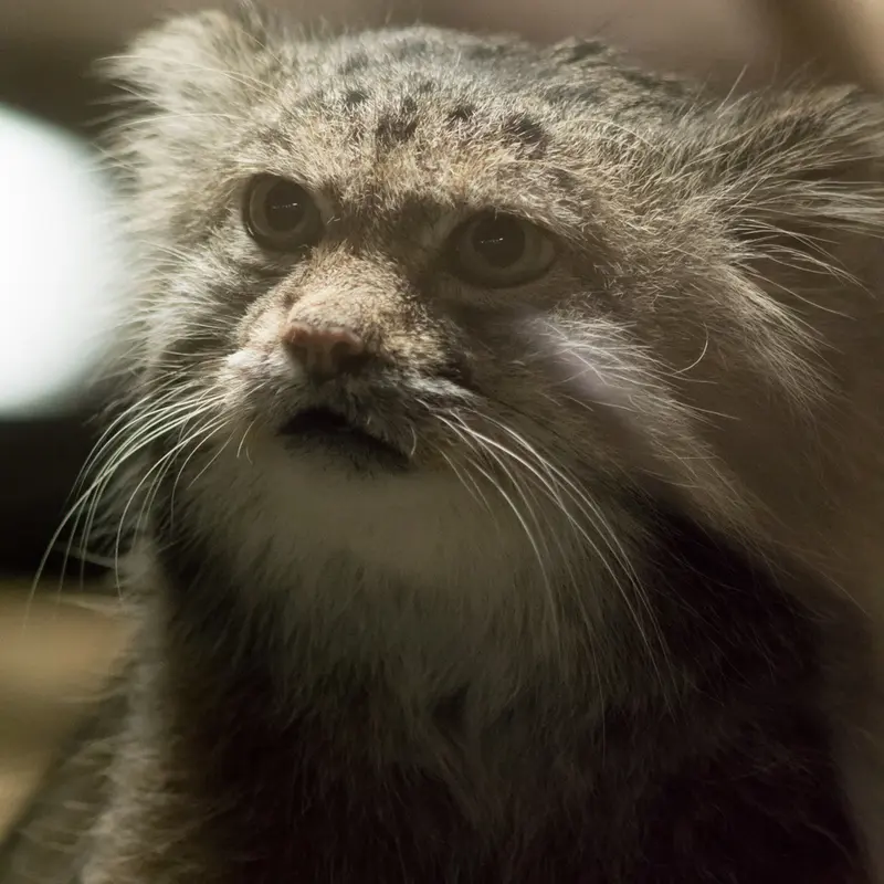 A photograph of Klyon in Ueno Zoological Gardens