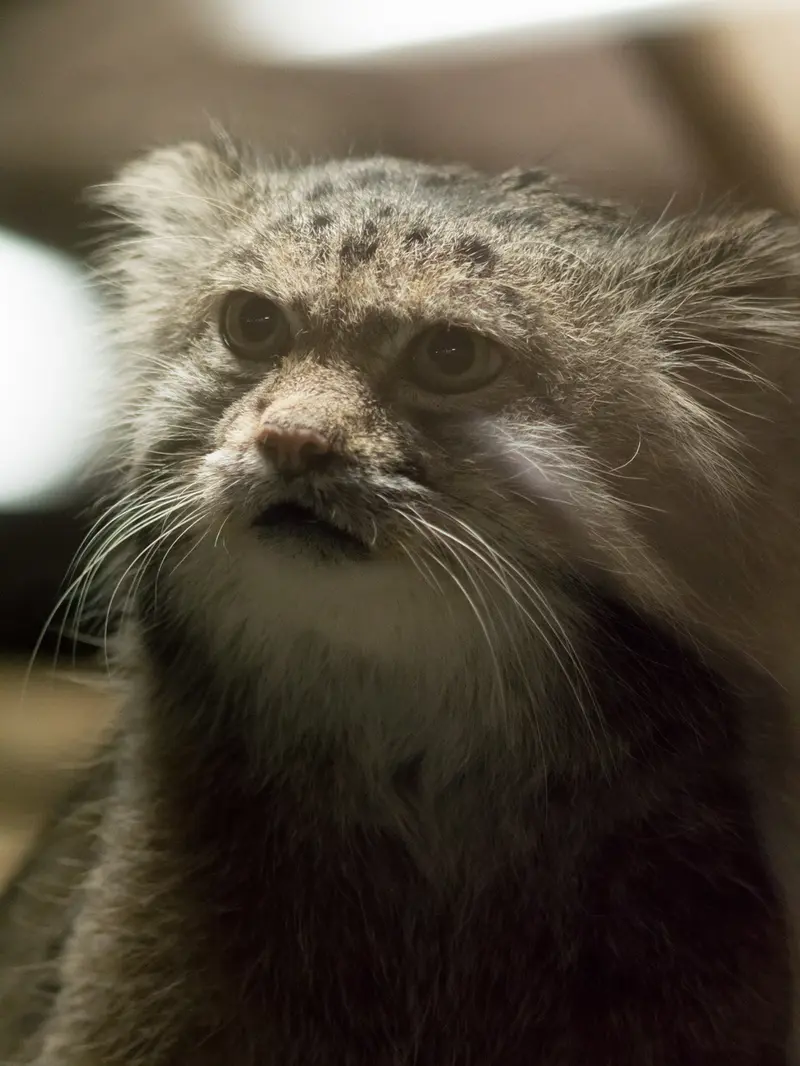 A photograph of Klyon in Ueno Zoological Gardens