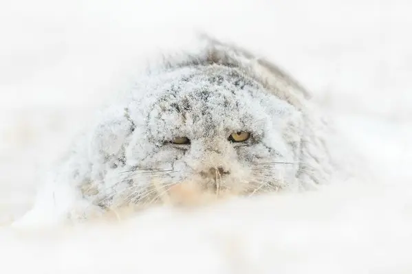 A photograph of a Pallas's cat